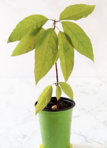 o🥑Avocado plant