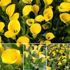Zantedeschia Gold Label x 1