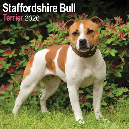 Staffordshire bull terrier - bull,