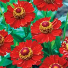 50 SEEDS Helenium RED JEWEL Helen's Flower DISEASE RESISTANT UK EU Garden Plant