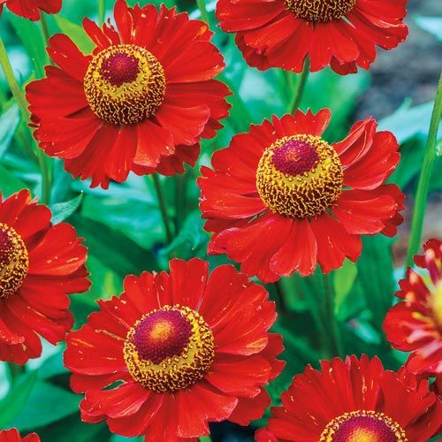 Seeds helenium red jewel - red,