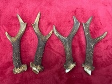 2 PAIRS OF ROE DEER ANTLERS