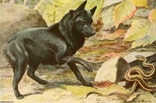 LARGE PRINT - BOOK OF DOGS