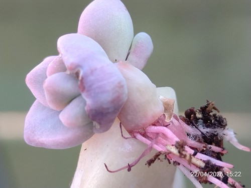 Graptopetalum purple - graptopetalum,