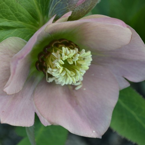 Helleborus hellebore - helleborus,