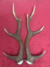 PAIR OF SIKA DEER ANTLERS