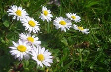 6 x  Common Daisy perfect for