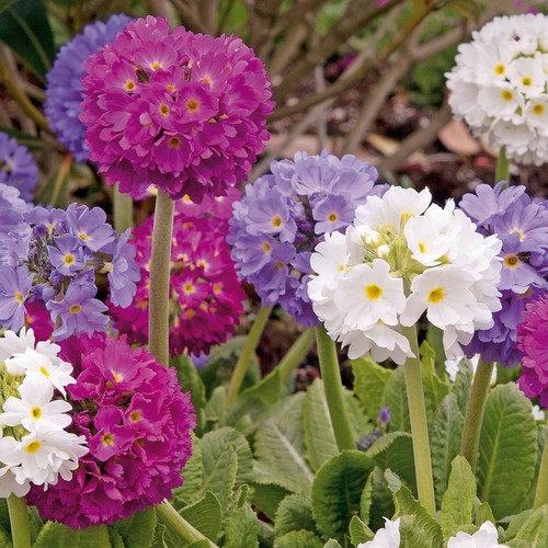 Drumstick primula plant 1l - drumstick, in