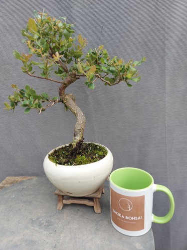 Cork bark oak outdoor bonsai - cork,