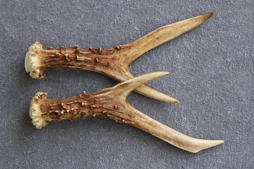 Pair roe deer - pair,