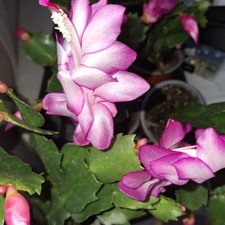 Pink Christmas Cactus Cutting