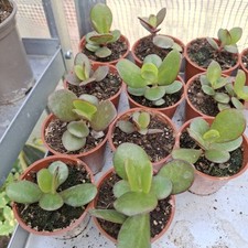 Crassula Ovata young Plant
