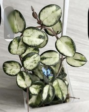 Hoya Mathilde Variegated -