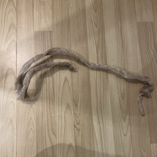 Milk snake shed skin foot - shed,