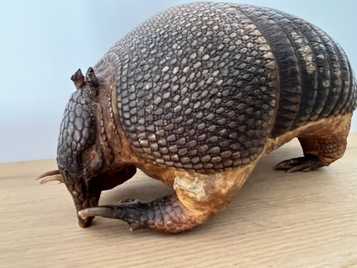 Real texan armadillo - a,