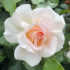 Bush Rose Plant, At Peace