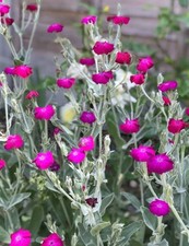 Lychnis Coronaria 🌸 Rose