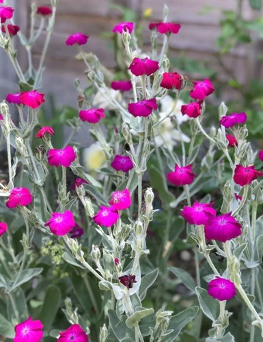 Lychnis coronaria rose - lychnis,