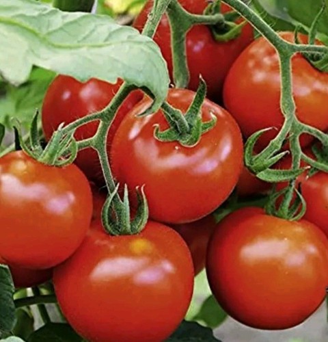 Tomato seeds gina very - 50,