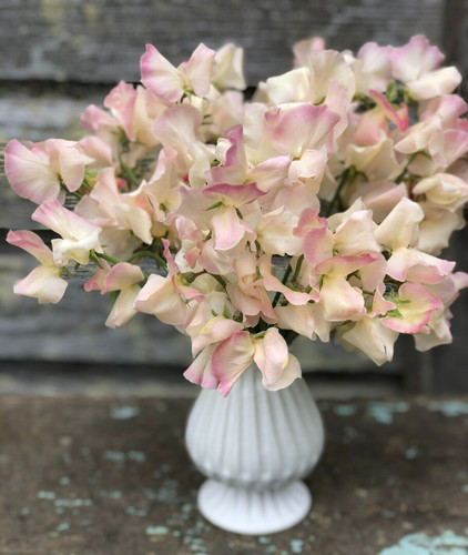 Mollie rilstone sweet pea - 10,