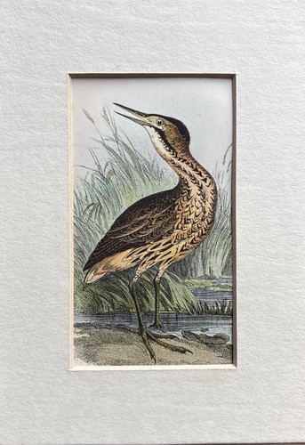 Antique common bittern - antique,