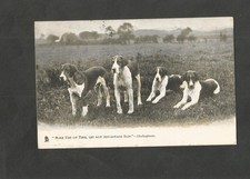 Vintage Dog postcard Foxhounds
