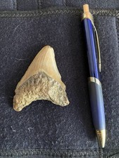 Megalodon Shark Fossil Tooth. 5 Inches. 100 % Genuine. South Carolina.