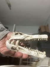 Resin Model Of An Alligator Or
