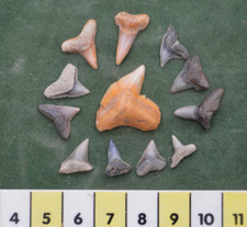 12  RARE JAVAN MIXED SHARK TEETH FROM INDONESIA , TIGER, HEMI, BULL, LEMON?  #23