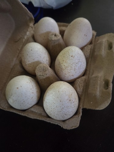 Rio grande turkey hatching - rio,