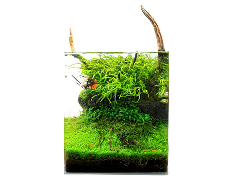 Natureholic classic cube - classic,