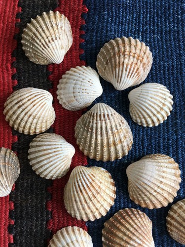Lot english cockle shell - of, 85