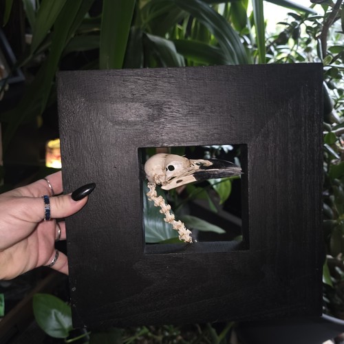 Real crow skull - and, spine