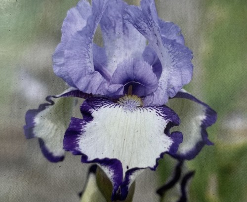 Iris germanica chinkianq - germanica,
