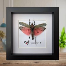 Framed pink african bush