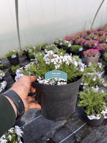 Phlox bavaria hardy perennial - phlox,