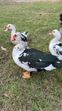 4+ Muscovy Duck hatching eggs