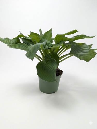 Green hosta plant pot - plant, 2l