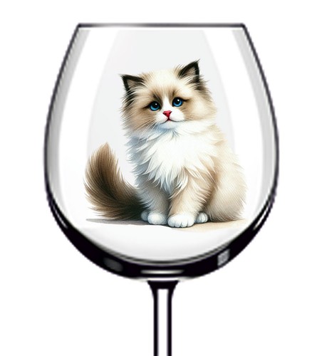 12x ragdoll cat - ragdoll, kitten