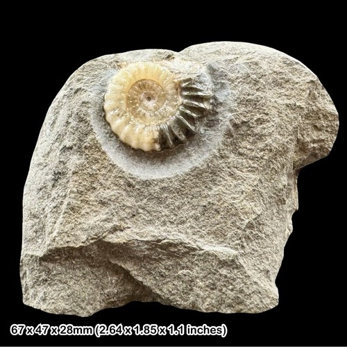 Promicroceras calcite ammonite - promicroceras,