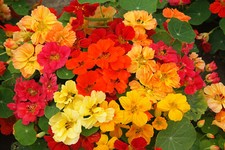 15 Whirlybird Mix Nasturtium Seeds - Edible