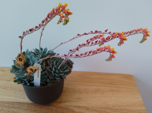 Echeveria secunda fresh - echeveria, secunda-fresh