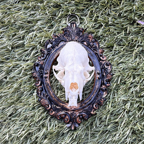 Mink skull bones - mink, framed