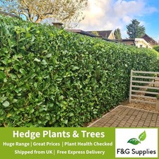 Laurel Evergreen hedge plants - up to 4ft tall - just choose the size and number