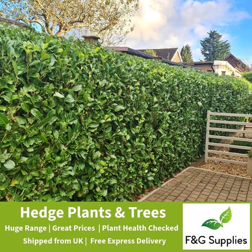 Laurel evergreen hedge plants - laurel,