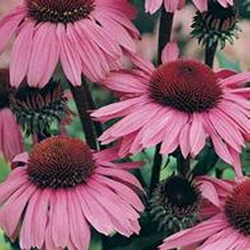 Echinacea bravado - 20, 'bravado'