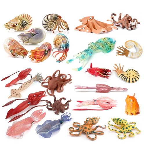 Marine mollusc animal - mollusc, figures