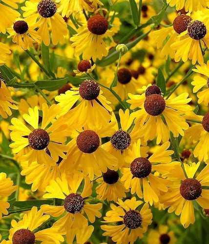 Helenium flexuosum - helenium,