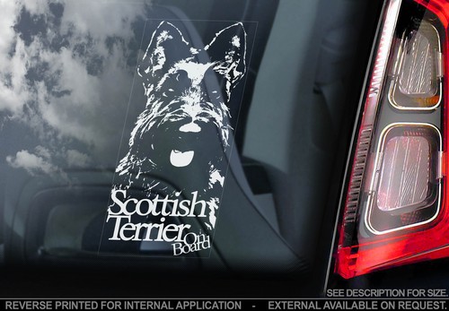 Scottish terrier car - car, window