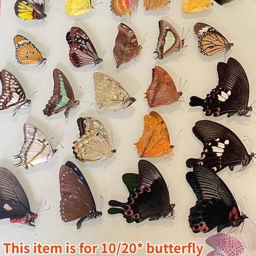New 20pcs real papilio - 10/20pcs,